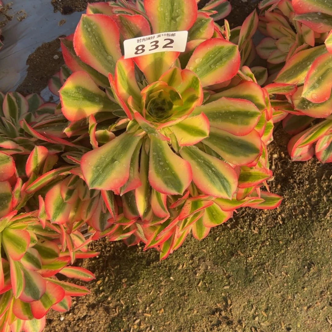 832女巫多肉植物