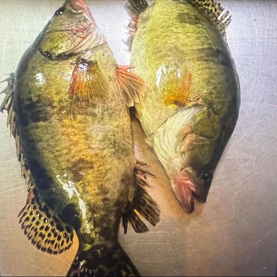 【2条鱼】东北冷水鳌花鱼保鲜不保活不支持退款