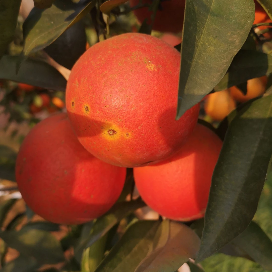 长寿湖塔罗科血橙新鲜红肉橙子手剥橙营养丰富当季水果