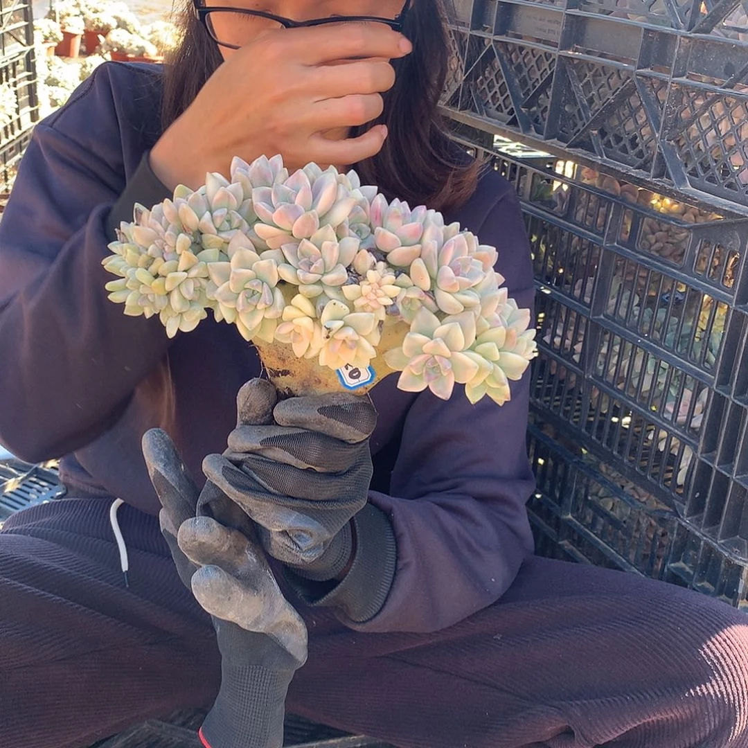 120 淡雪锦缀 一物一拍