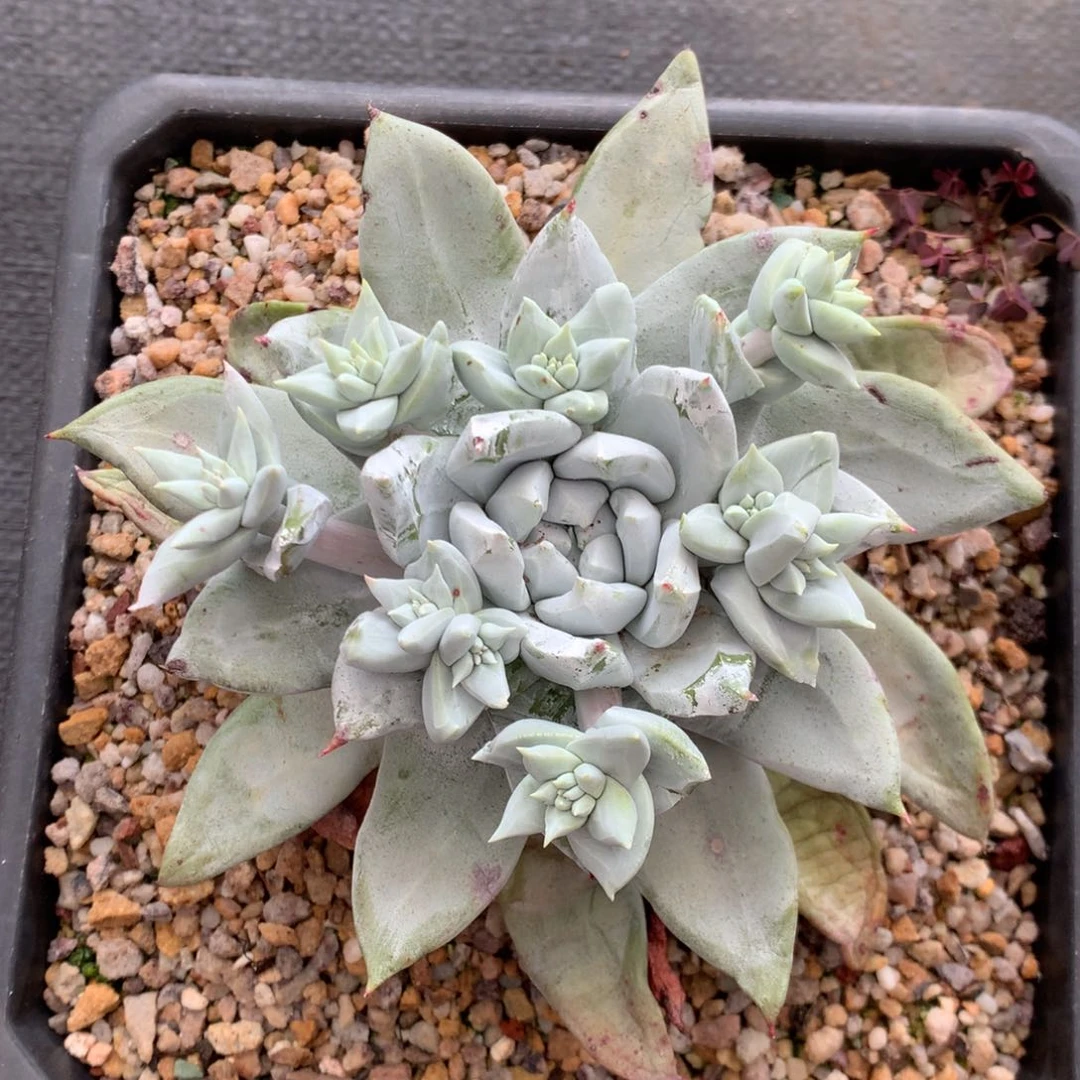 甜****y帕翠莎，2月8日发货