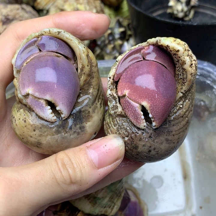 22a双色大短腕紫色粉色