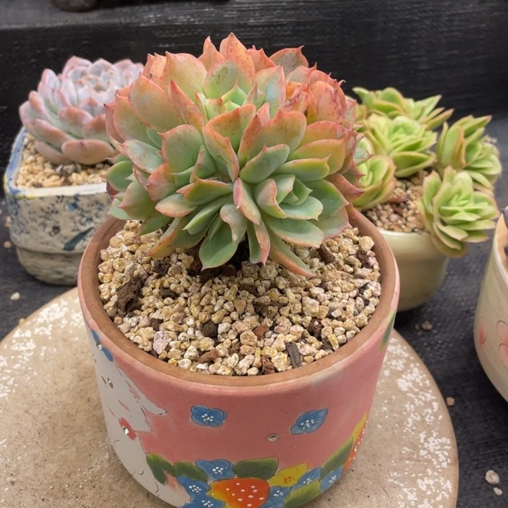 *****弥鹿之森一物一拍