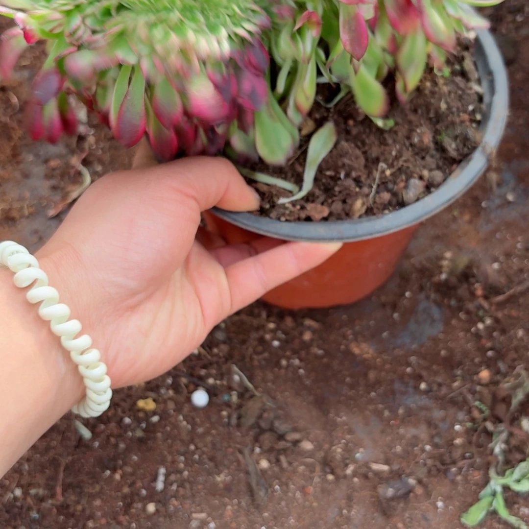 我4085 号多肉法师新年特价