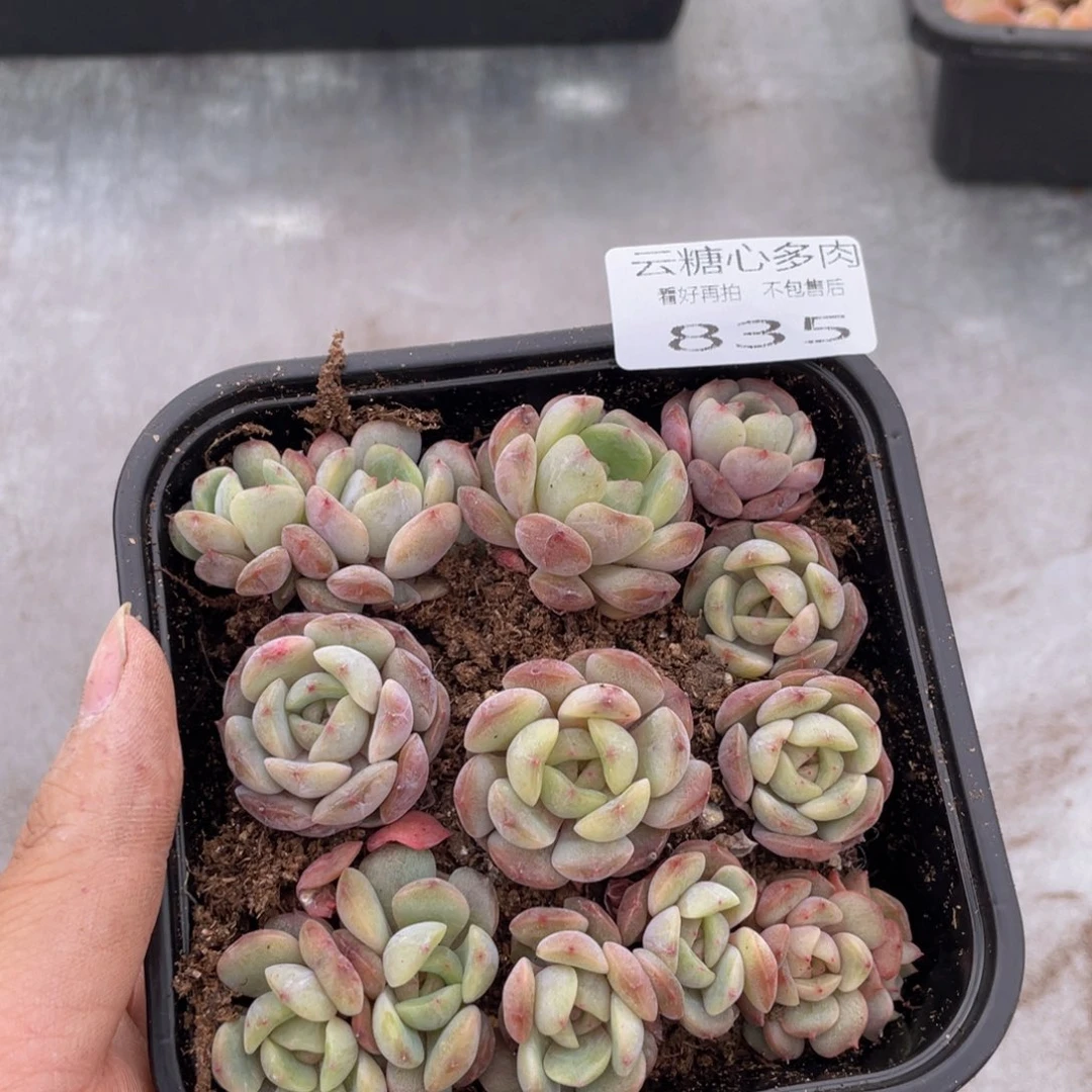 云糖心多肉植物835