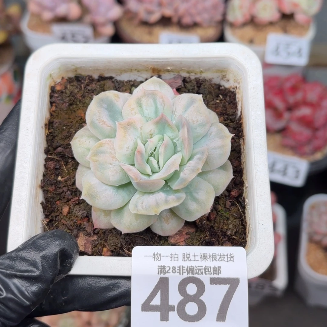 泡泡纱裙无盆土发货