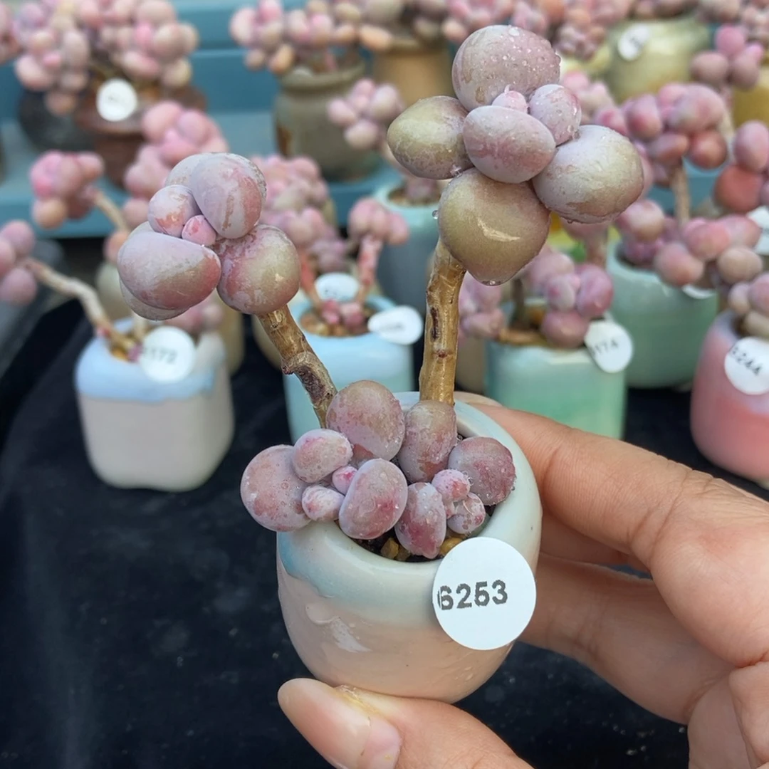 6253糖果腰子蛋带盆土