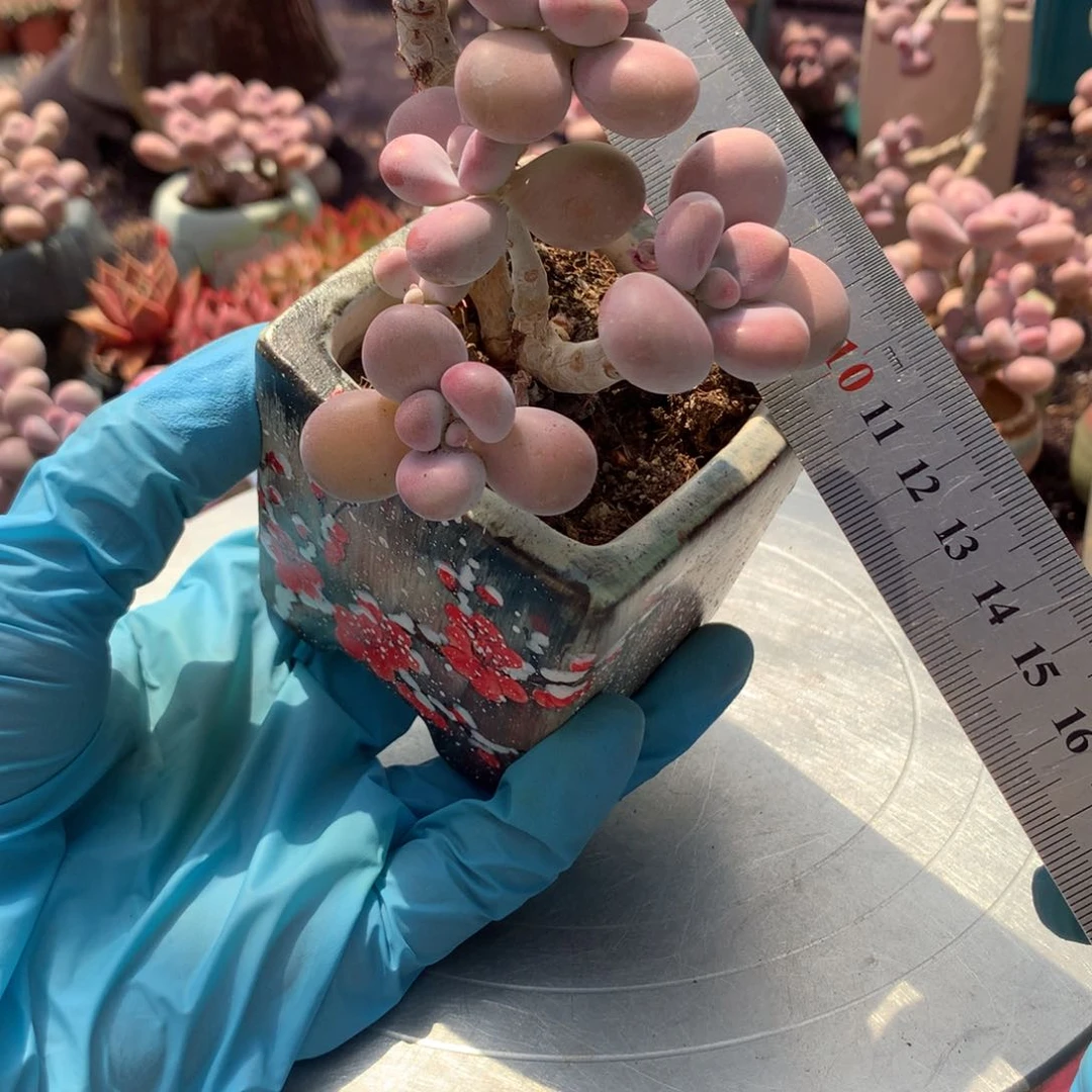 逍***下76感带盆偏远地区不包邮的