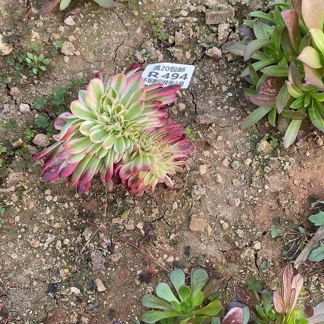 494倾城缀化多肉