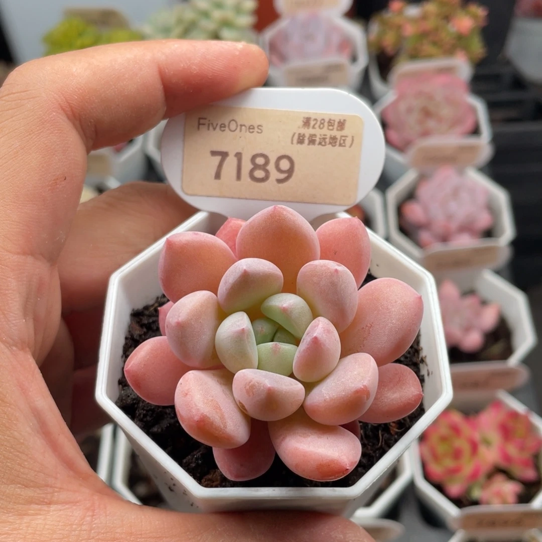 白鹭7189-5.0厘米