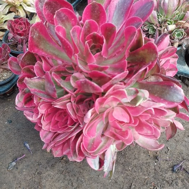 粉女巫多肉法师多肉6