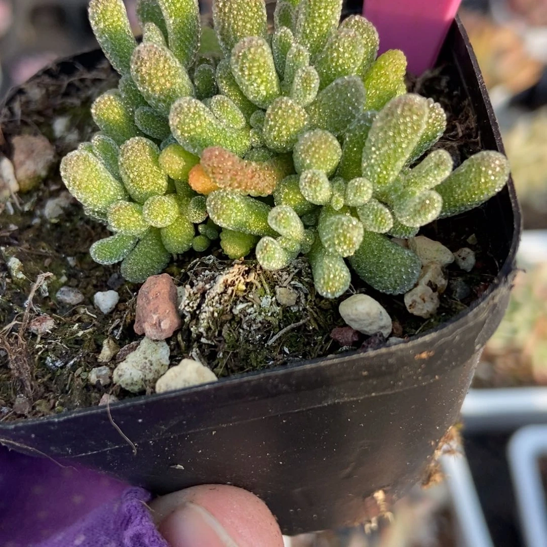 806冰晶多肉植物多肉