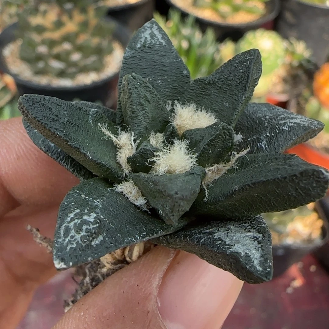 无花朵萝卜根龙角448