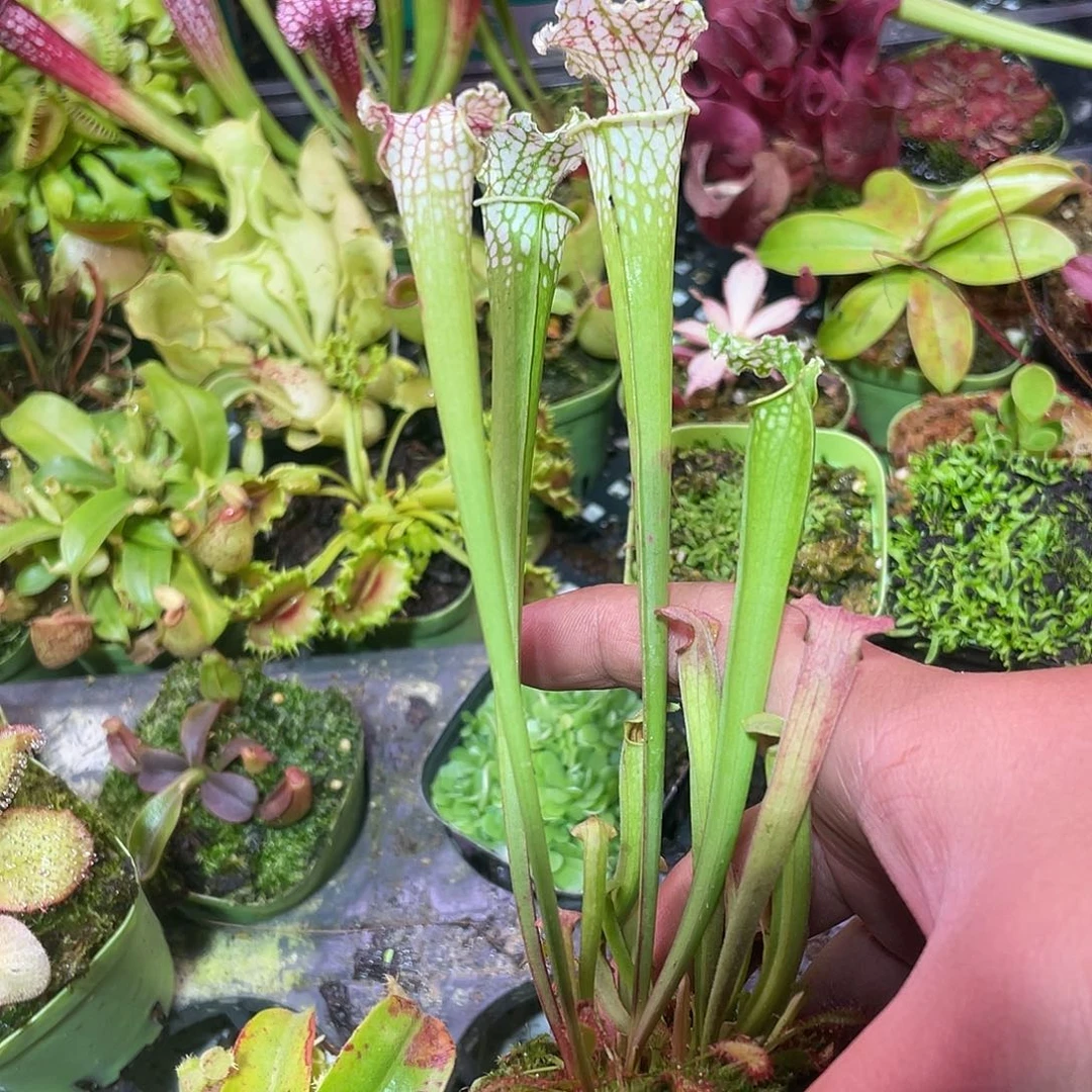 完全开放白瓶子草