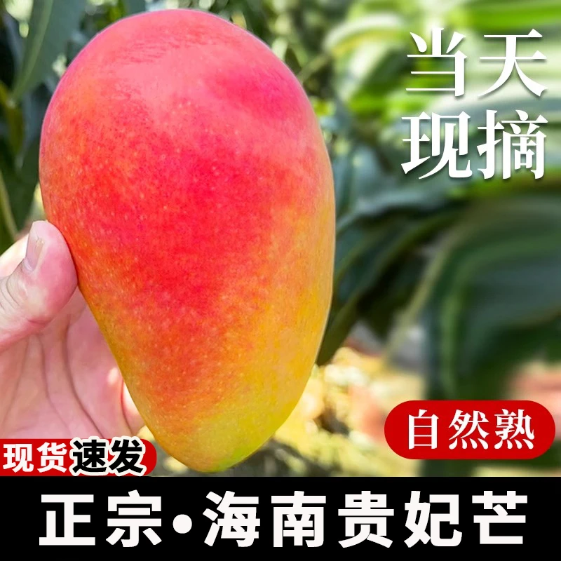 海南贵妃芒9一级芒果新鲜当季水果树上熟时令整箱包邮大青芒台芒