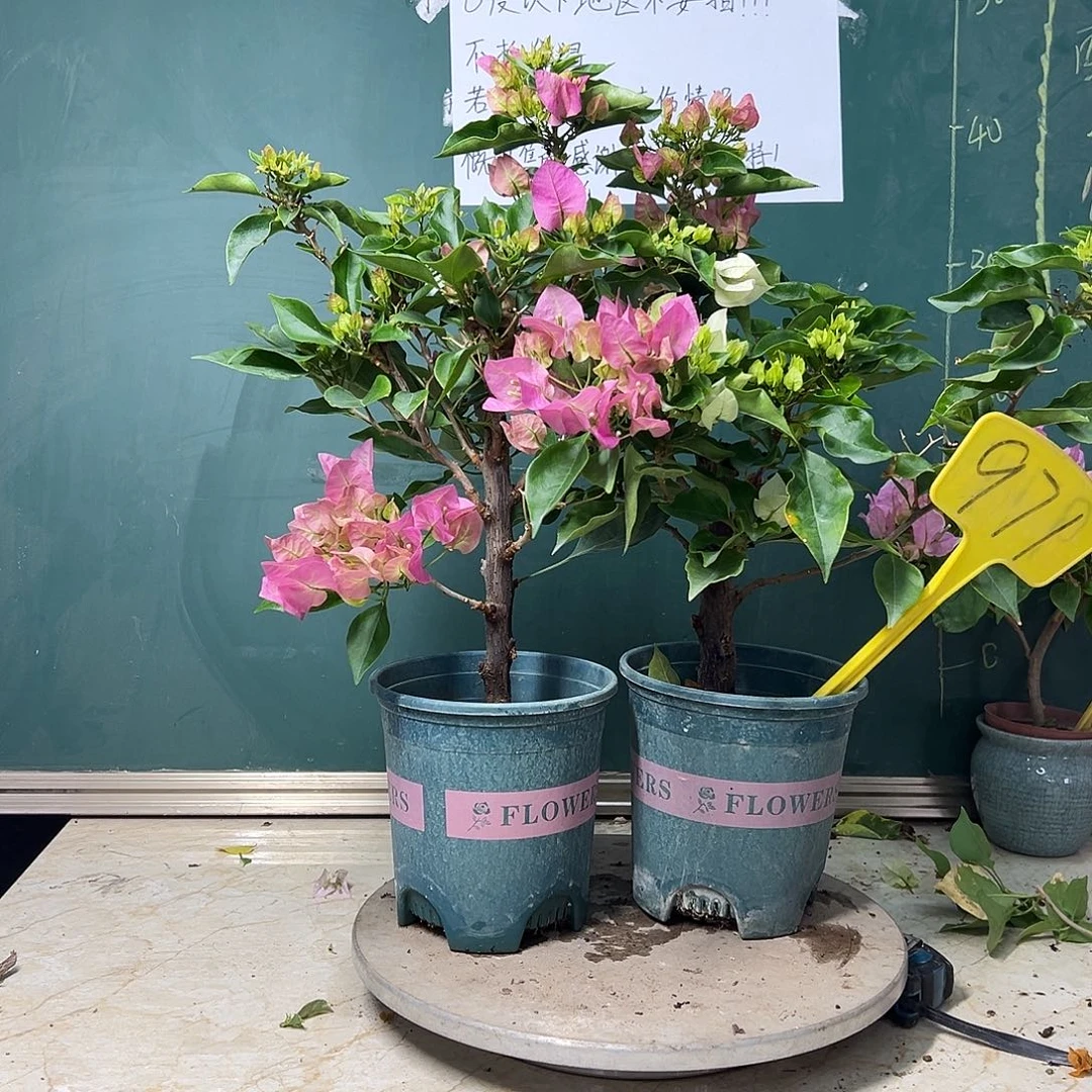 完全开放 维拉白 比芭粉  971