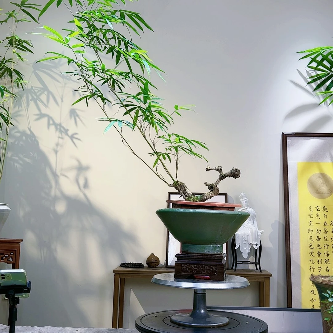 唯*独老桩精品竹盆景