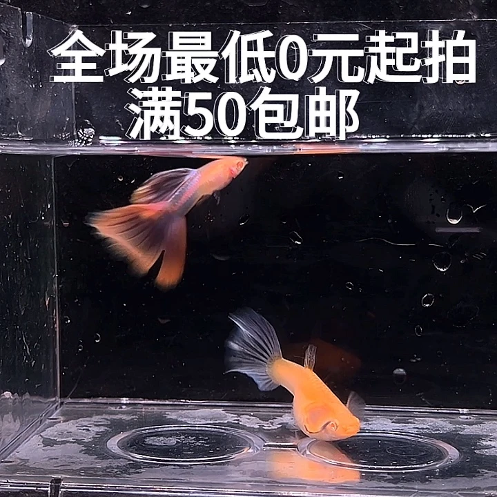 孔雀鱼天使彩虹一对