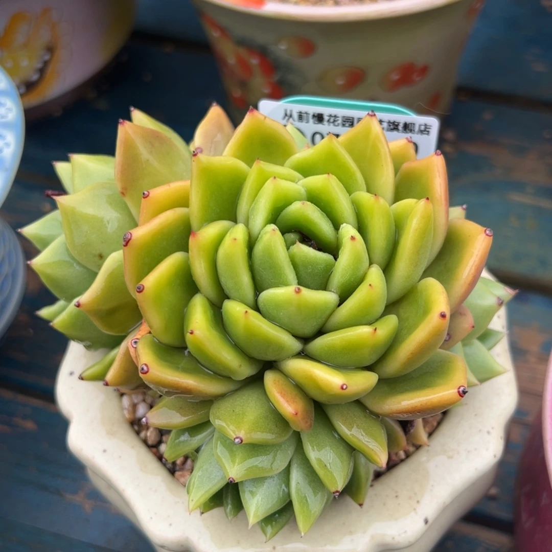 从前慢多肉精选编号0709.10