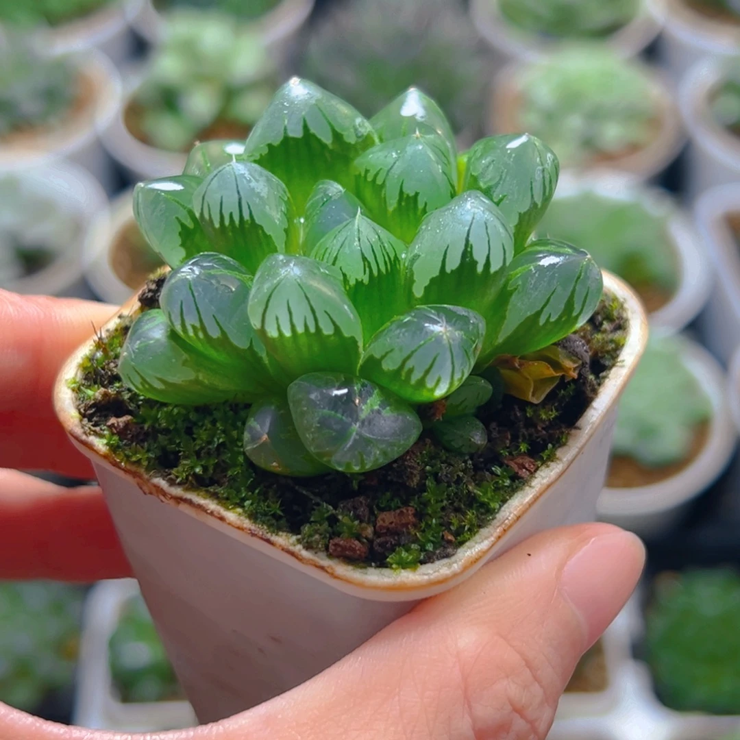 红丝玉露多肉多肉多肉