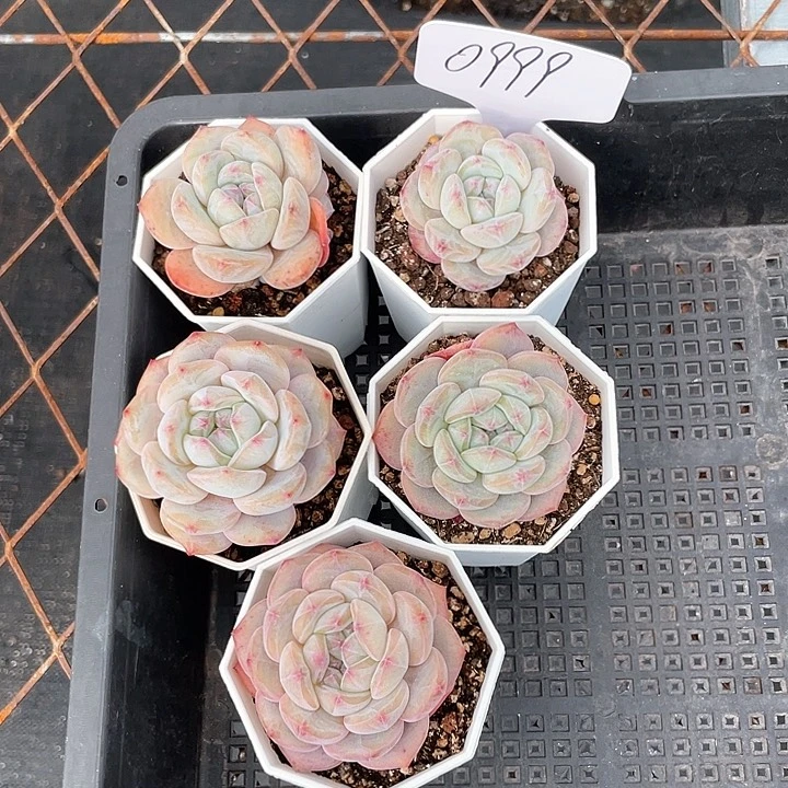 薇薇安园艺多肉0999