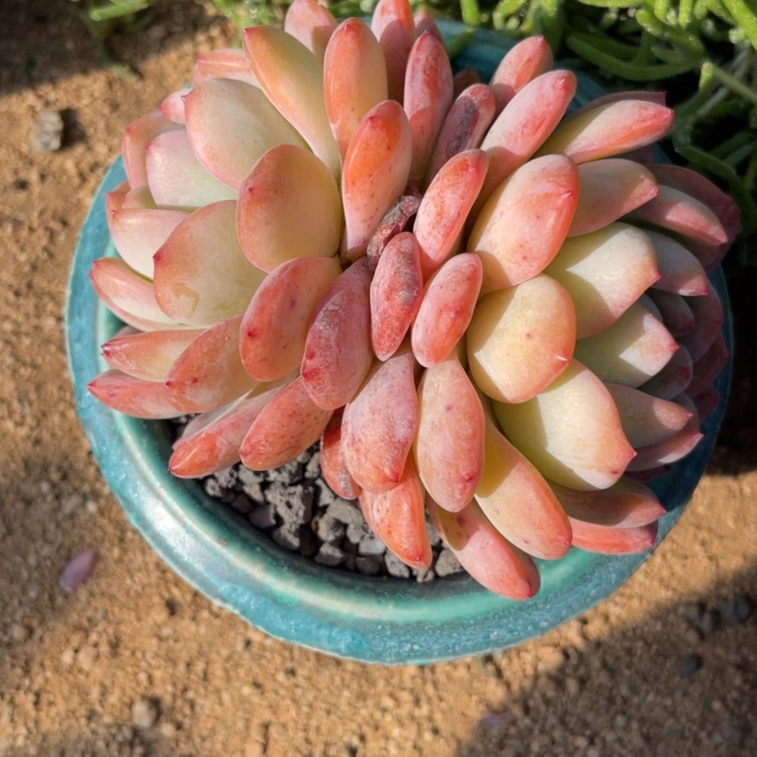 多肉植物多肉植物