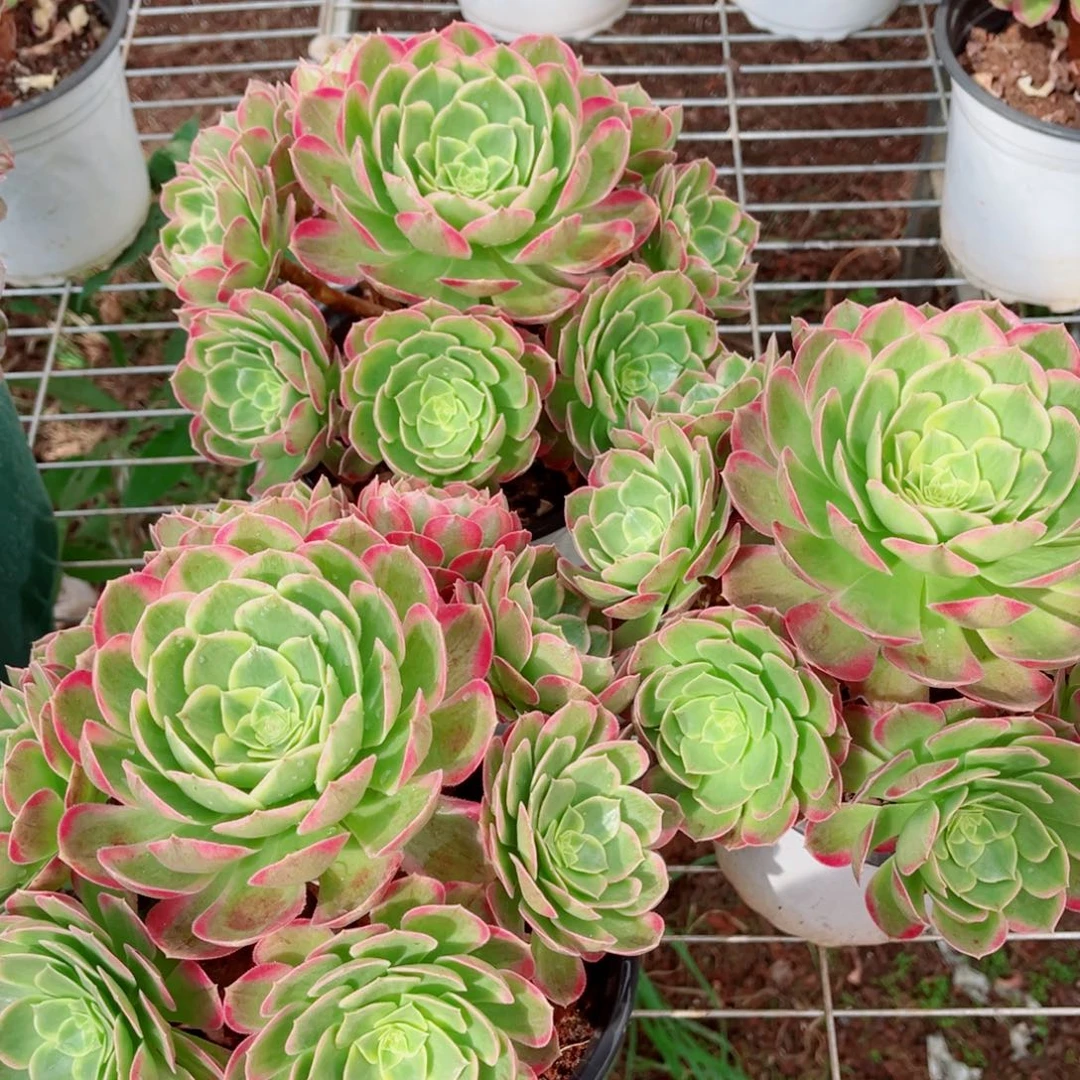 模特海仙量拍多肉法师一个