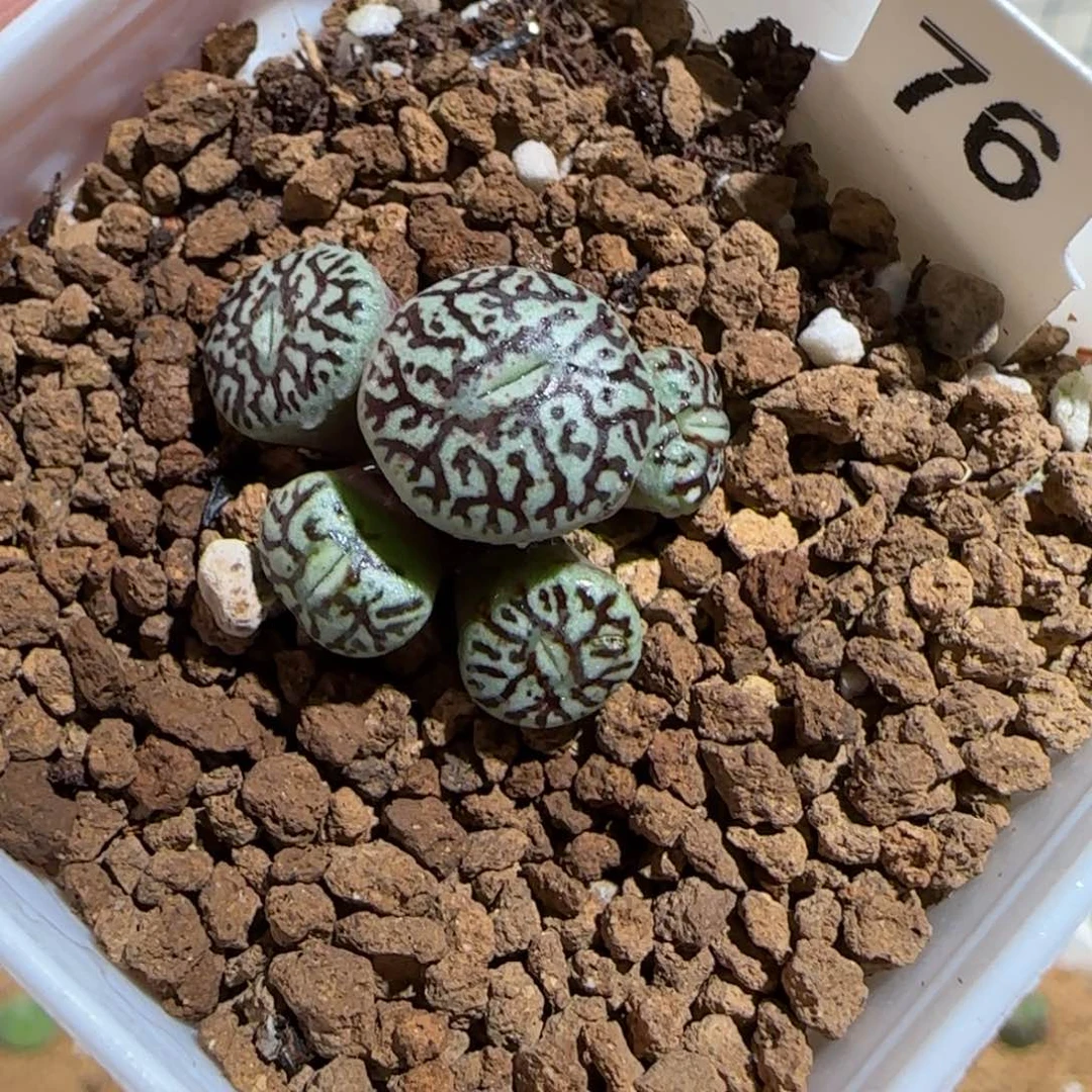 肉锥多肉植物组合-墨1575