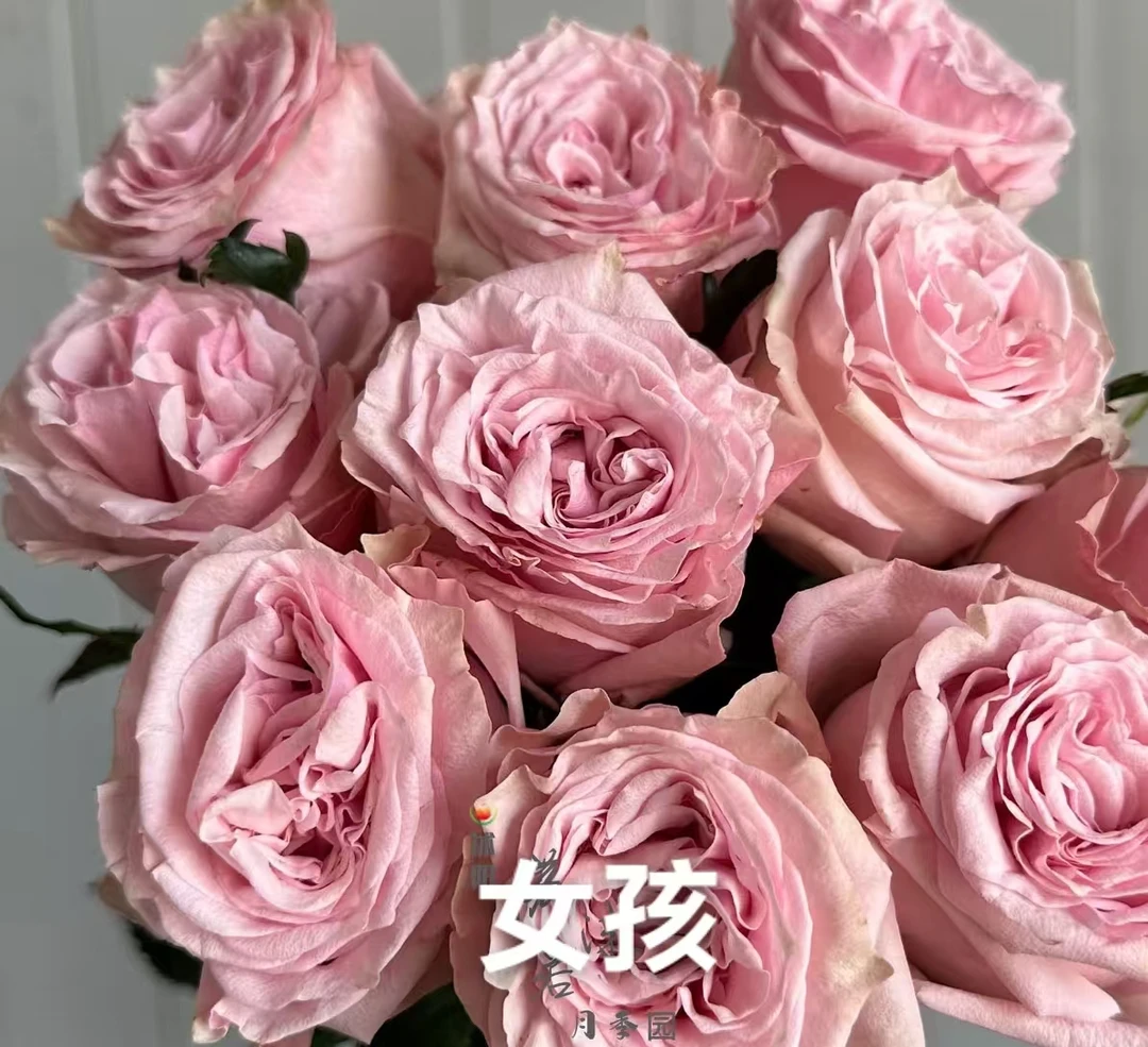 女孩   新品根接大苗四季灌木月季