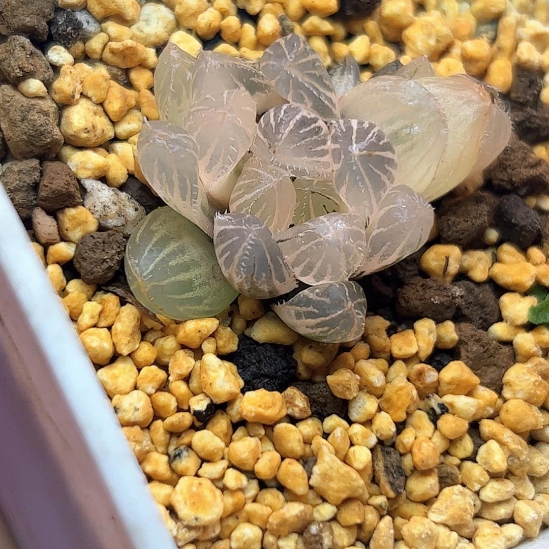 糊斑蓝镜锦十二卷多肉