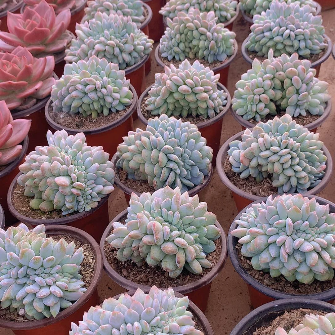 星影缀化345678899990