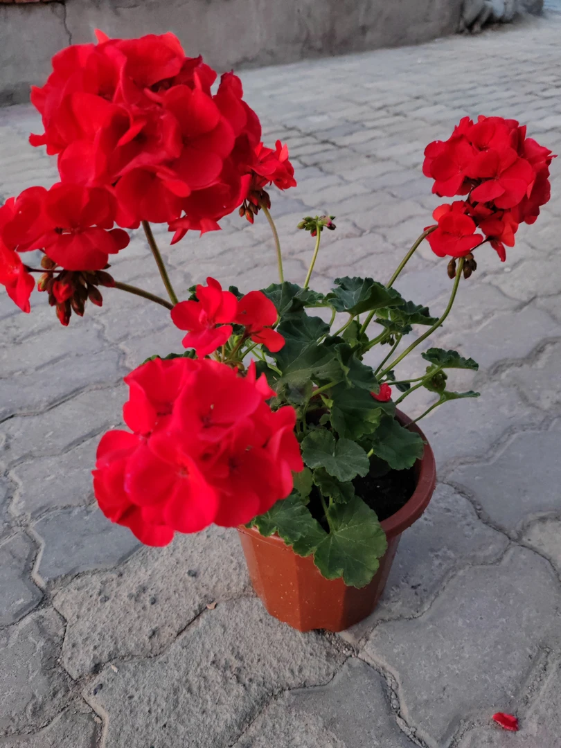 大盆天竺葵一盆包邮到家