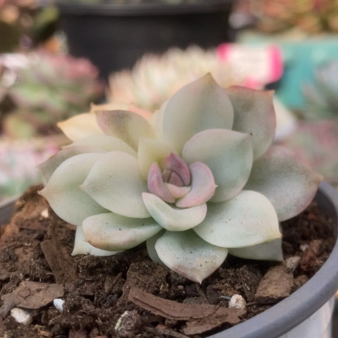 732紫禁城锦锦锦锦锦