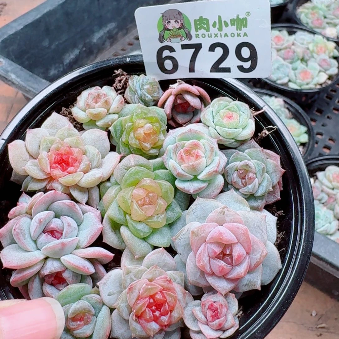 多肉植物多肉植物