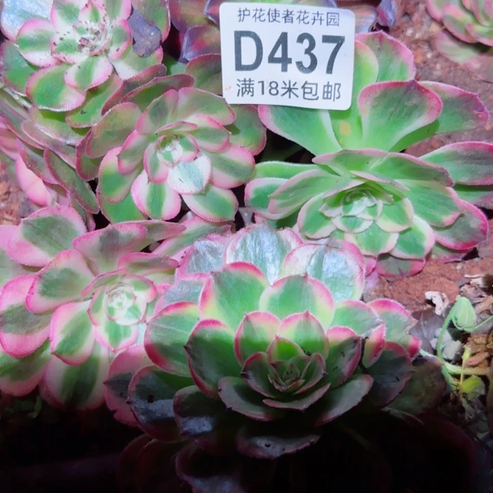 多肉法师淘宝福利