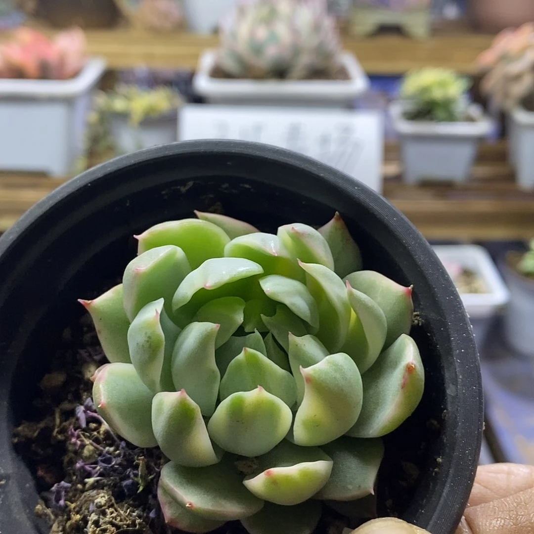 15162 女王玛利亚锦