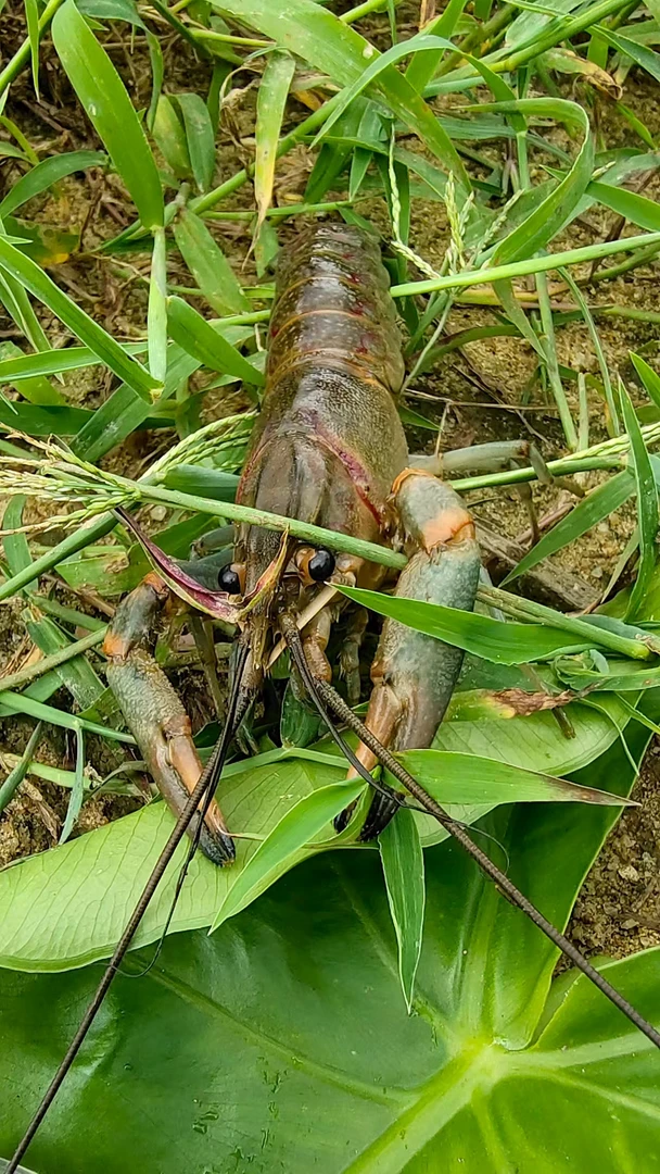 【三叔蓝龙】澳洲淡水蓝龙虾 塘口直发 3斤起包邮包活 顺丰冷链