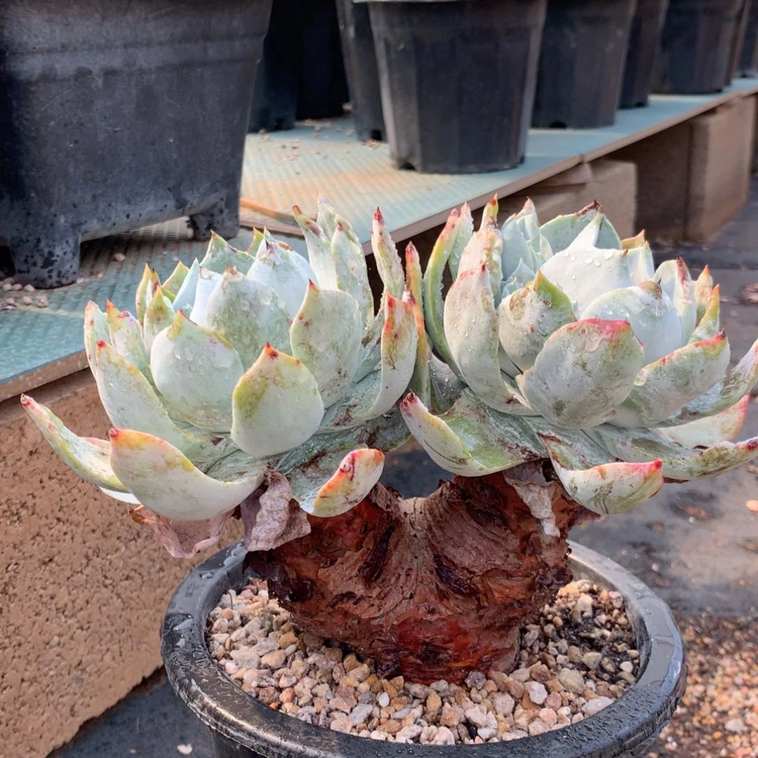 浦西非克，多肉植物