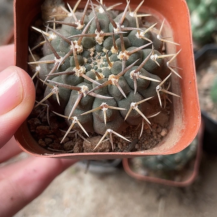 285仙人球开花植物