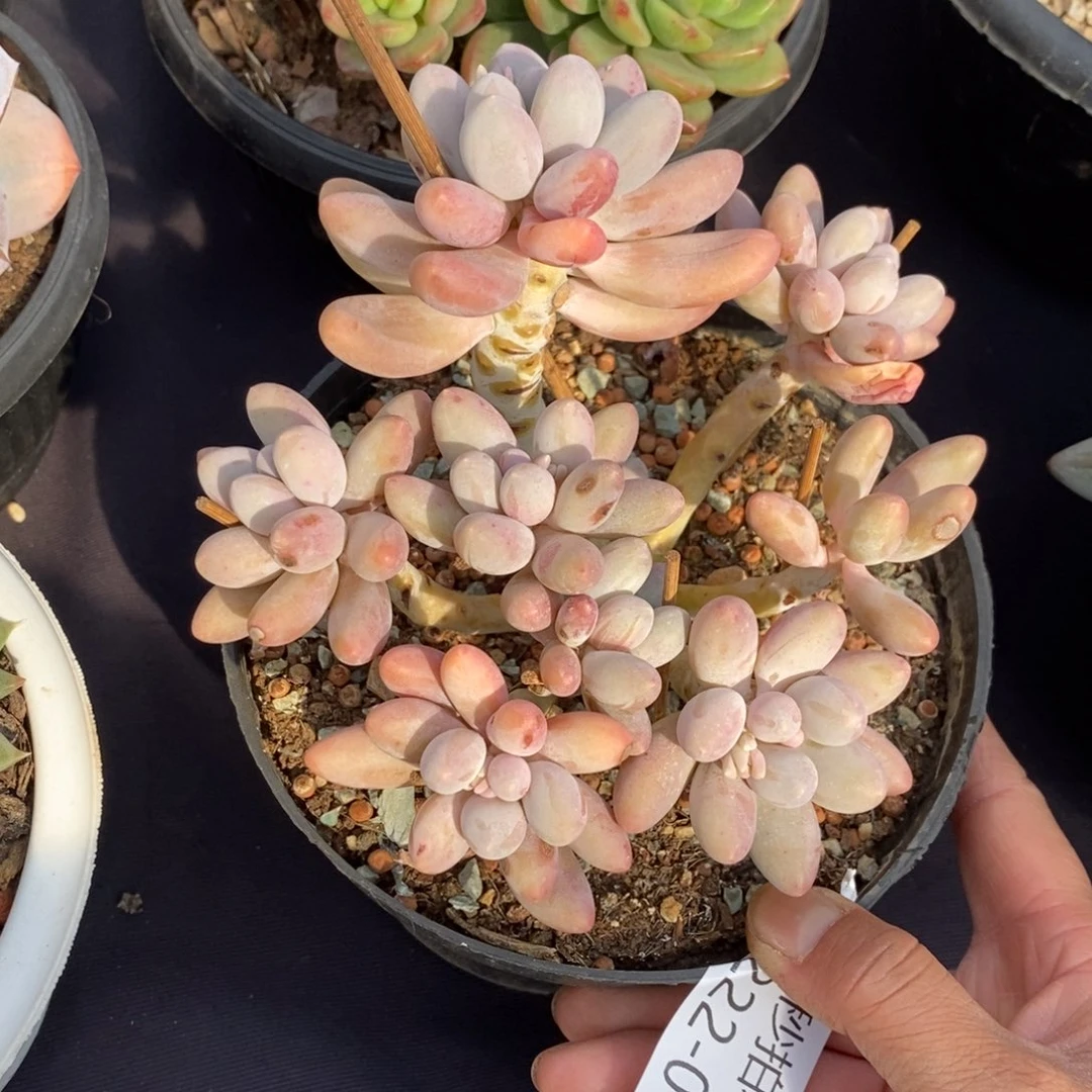 两单包邮1222-6汤圆