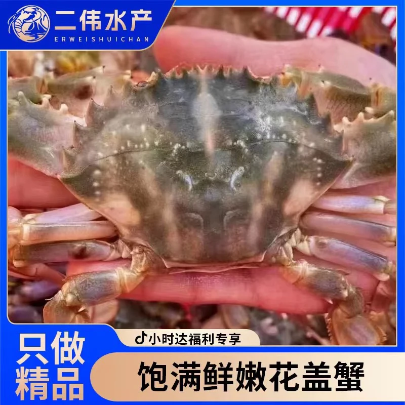 花盖99.9三斤大号（保鲜不保活）