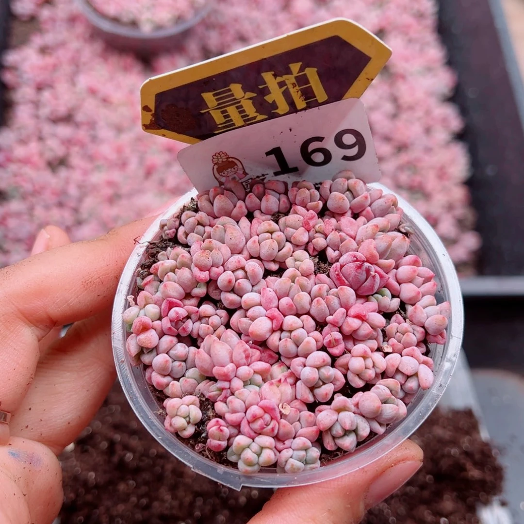 多肉植物多肉植物