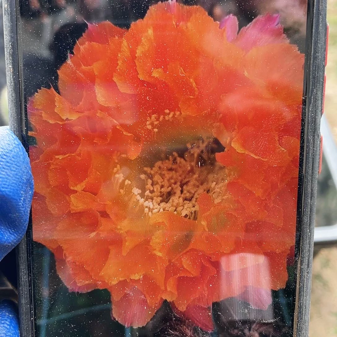 千层酥侧芽歪4公分以上满18包邮