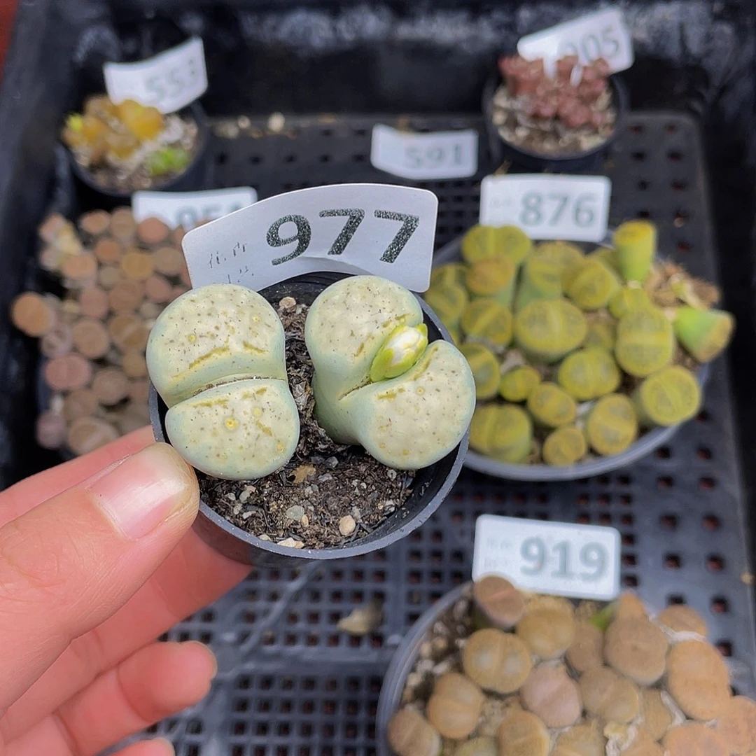 9770000000000花花花花花花花花