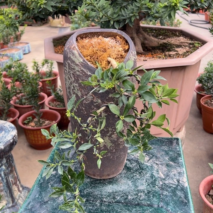 八房柑盆景绿植园艺