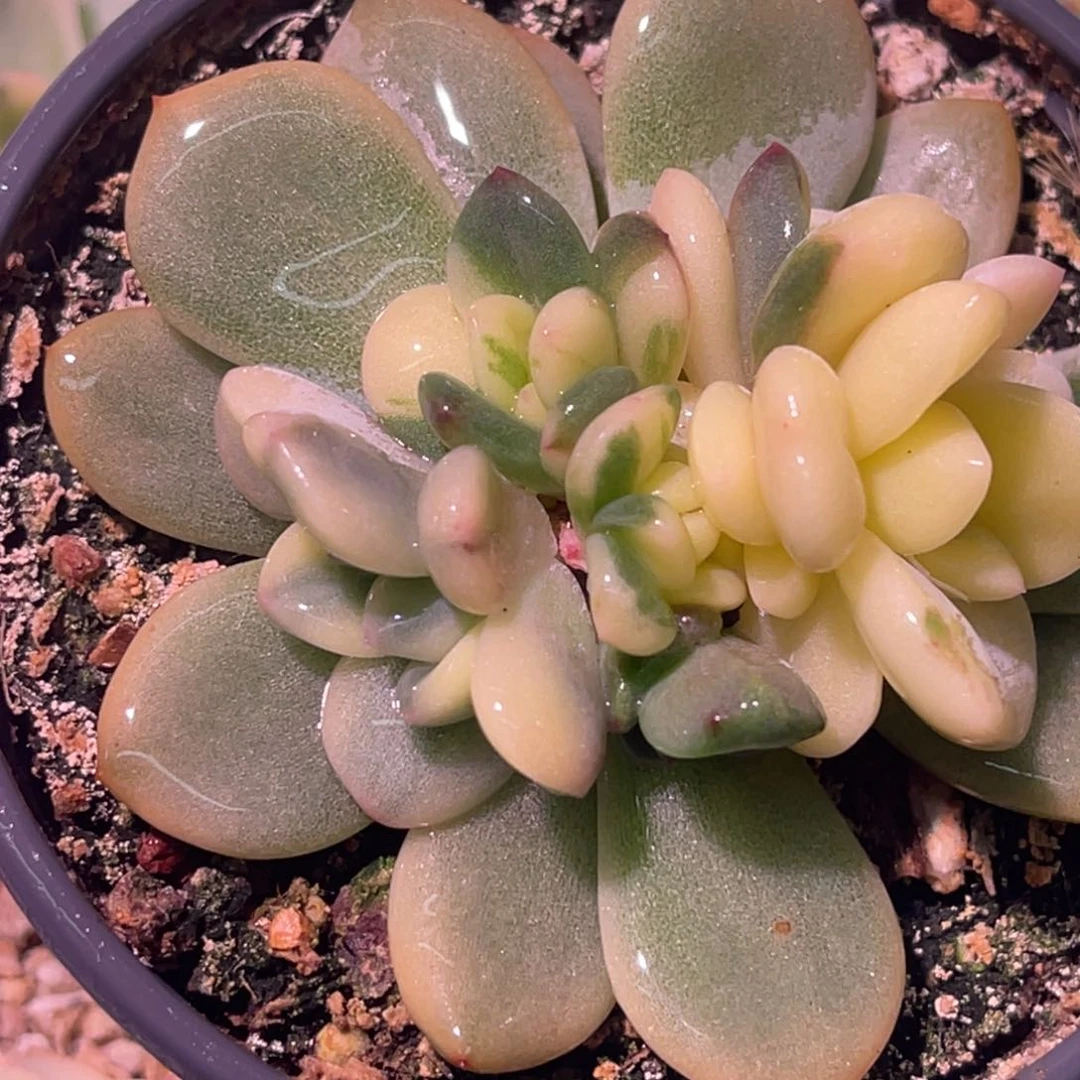 尚品特价梦露锦底座