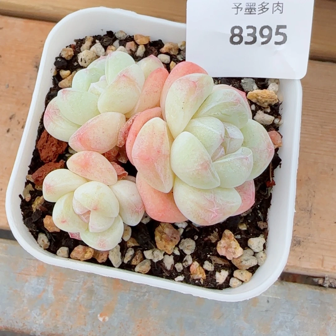 冰玉无砍，8395多肉植物