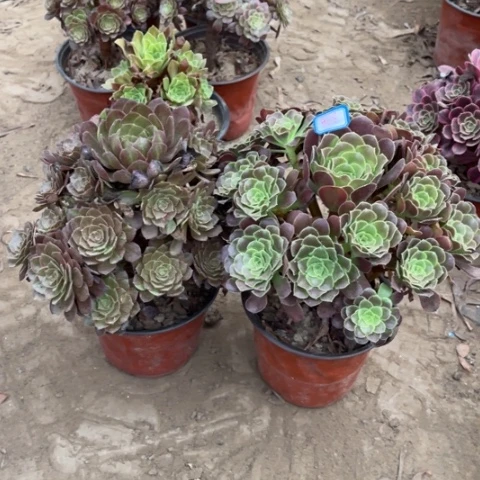 567多肉植物组合，