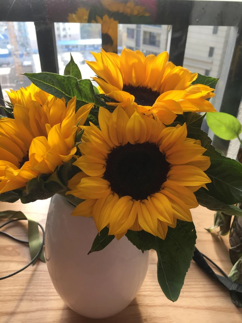 大花向日葵5支  批发花店摆地摊直发一手货源