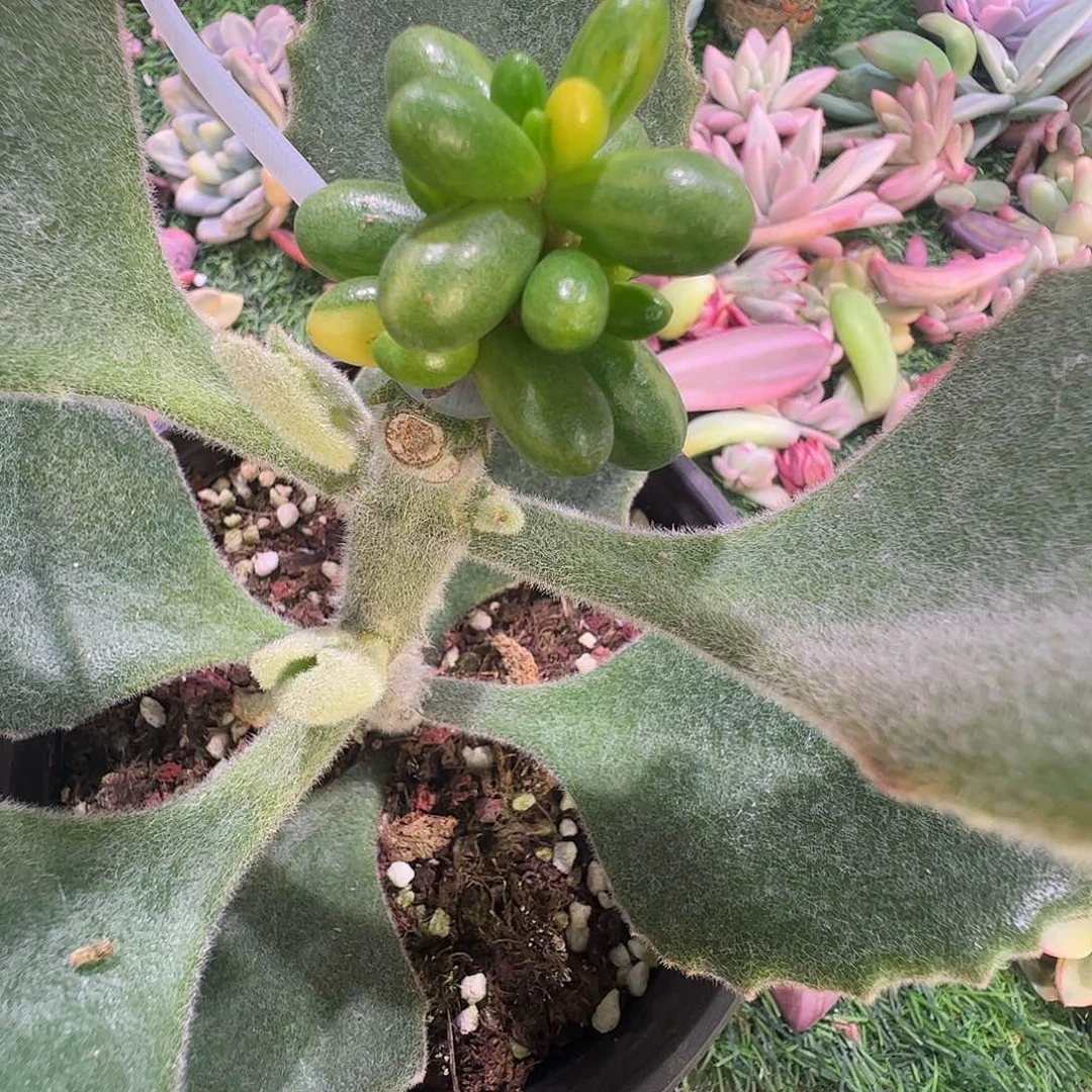 拾***漫多肉植物多肉植物